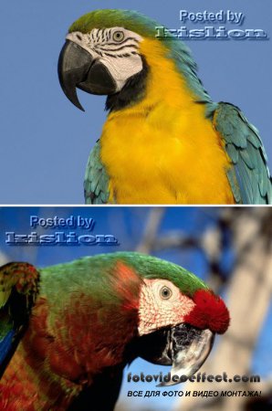 Фотосток – Попугаи