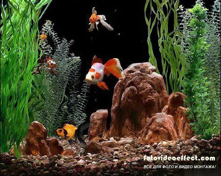 Gold Fish Aquarium v2.1 + Rus