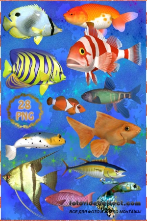 Клипарт PNG - Аквариумные рыбки