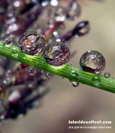 Beauty in a drop of water