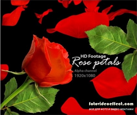 Alpha Channel Footage HD - Rose Petals ( )