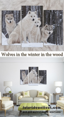 Triptyches, Fourplex - Wolves in the winter in the wood