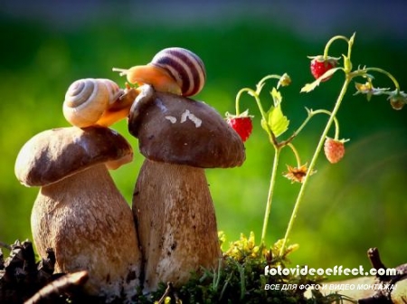 Macro photo Vyacheslav Mishchenko