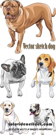 Stock: Vector sketch dog