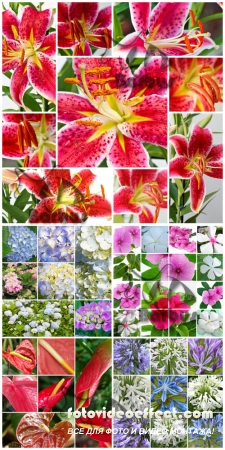 Flower collage /   - Photo stock