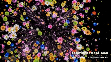 Футаж - Красочный салют из цветов