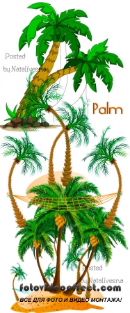       / Vector - Palm