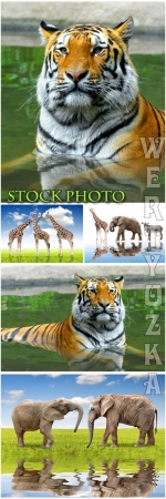 , , ,  / Tiger, elephant, giraffe, animals - Raster clipart