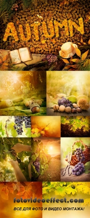 Stock Photo: Autumn leaves and fruit