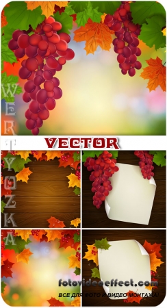 Гроздья винограда, осенние листья / Bunches of grapes, autumn leaves - vector