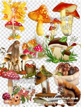  Грибы и грибочки в PNG