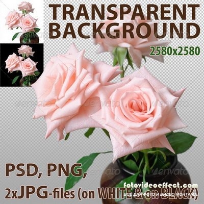 GraphicRiver - Pink Roses Isolated - 5422638