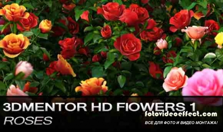 Mentorplants HDflowers 1 Roses