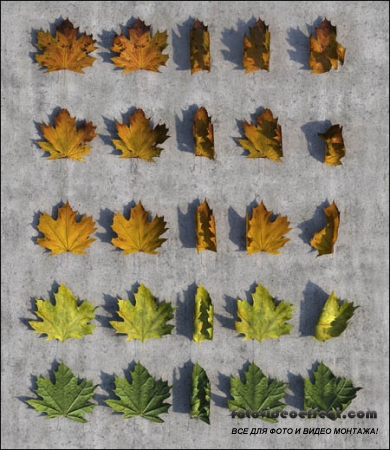 Autumn Leaves Pack 3D Studio Max 2012 (CG-Space)