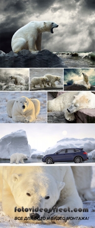 Stock Photo: Polar bear