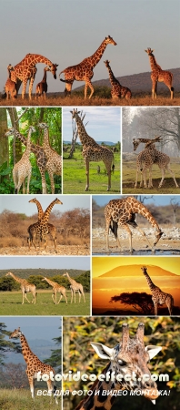 Stock Photo: Giraffe