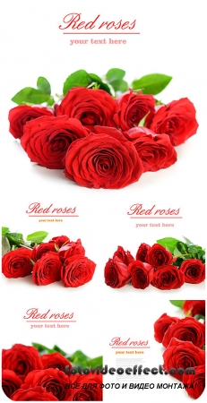  ,    / Red roses, bouquets of flowers
