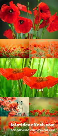 Stock Photo: Roter Mohn