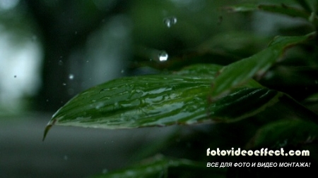 Футаж Падающие Капли на Листву HD / Slow Motion Rain on Plant HD