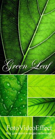 Stock Photo - Green Leaf