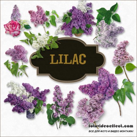 Scrap-kit - Lilac Set (PNG)