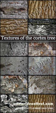 Textures of the cortex tree -   