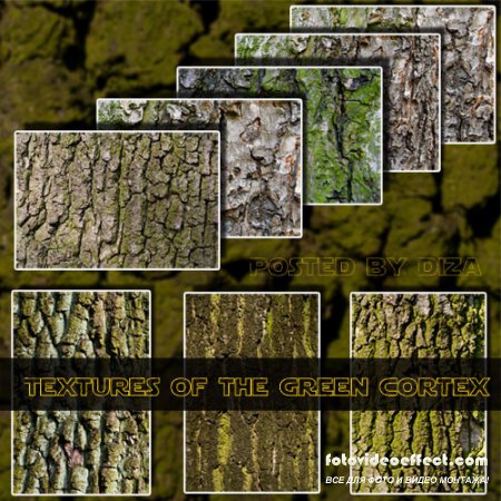 Textures of the green cortex -    