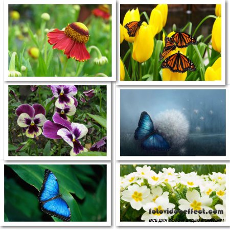 Wallpapers flowers & butterfly