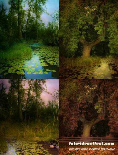 Wood and pond (backgrounds)