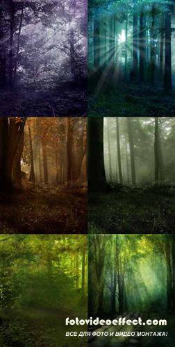 Magic grove backgrounds