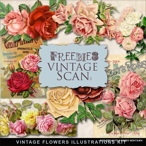 Scrap-kit - Vintage Flowers Illustrations #8