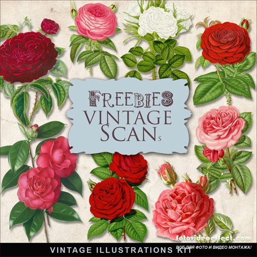 Scrap-kit - Vintage Roses Illustrations