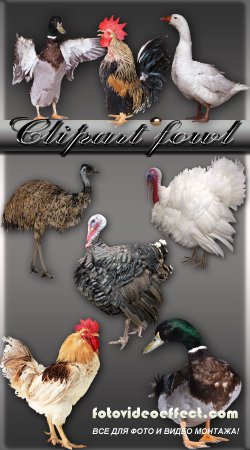 Clipart fowl