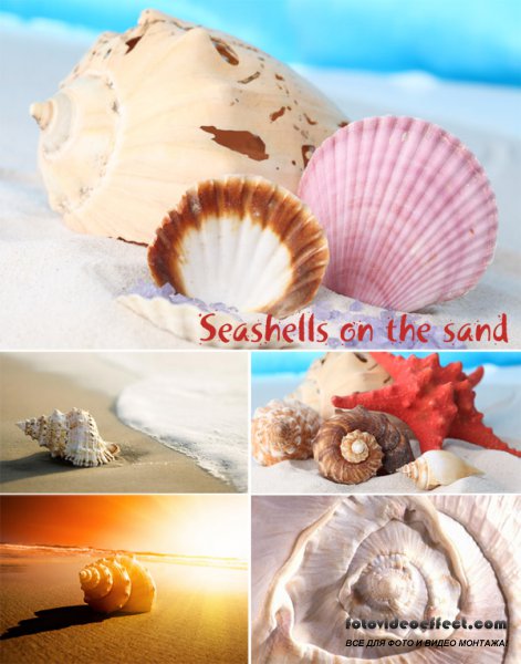 Seashells on the sand