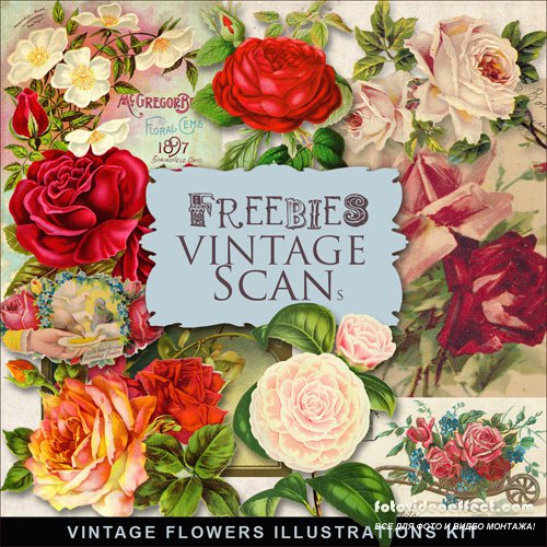 Scrap-kit - Vintage Flowers Illustrations #9