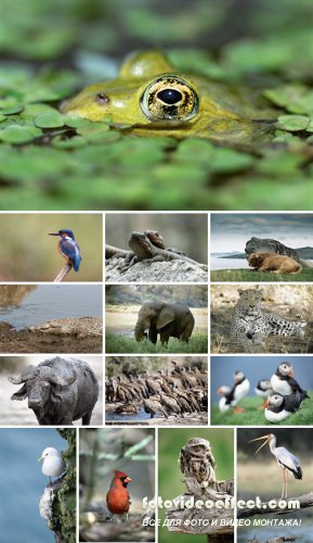 Stock Photos - Wildlife Wonders