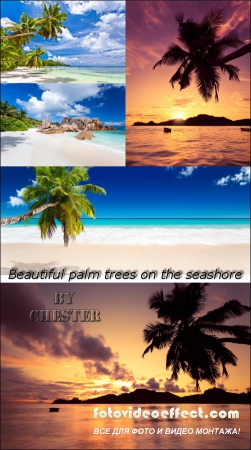 Beautiful palm trees on the seashore
