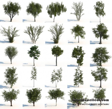 3D Models. Trees.