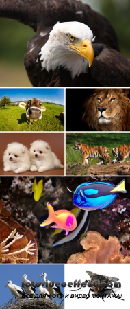 Shutterstock Mega Collection vol.4 - Animals