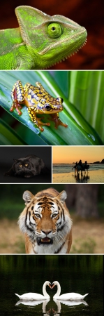 Shutterstock Mega Collection vol.3  - Animals