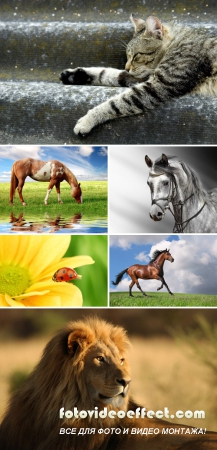 Shutterstock Mega Collection vol.1 - Animals