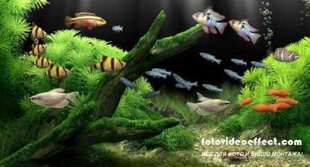Dream Aquarium Screensaver 1.234 Full