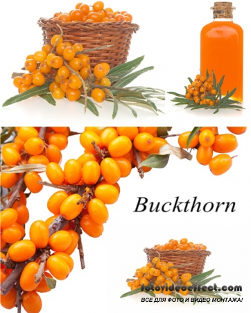 Stock Photo: Buckthorn