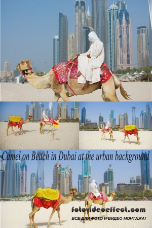 Stock Photo: Camel on Beach in Dubai at the urban background