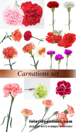 Stock Photo: Carnations set