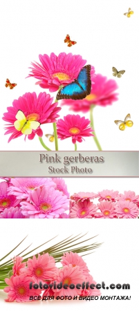Stock Photo: Pink gerberas 3