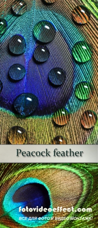 Stock Photo: Peacock feather 2