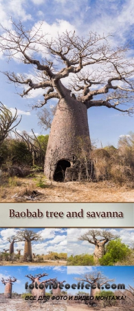 Stock Photo: Baobab tree and savanna