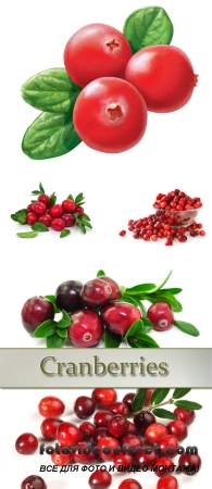 Stock Photo: Cranberries