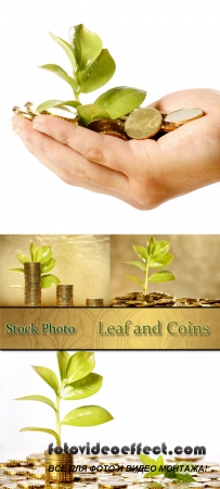 Stock Photo: Leaf and Coins